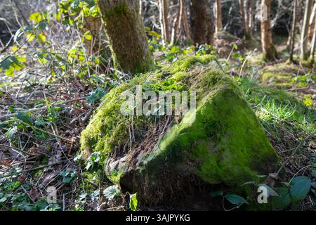Une roche couverte de mousse dans une forêt. La mousse est verte et la roche est grande Banque D'Images