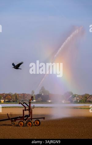 Künstliche Bewässerung eines Feldes, frisch ausgesät, im April, mit einer Beregnungsanlage, lange Trockenheit im Frühjahr macht dies notwendig damit die Jungen Pflanzen Gut anwachsen, BEI Kerken, Niederrhein, NRW, Deutschland Felder bewässerung *** irrigation artificielle d'un champ, fraîchement semé, en avril, avec un système d'arrosage, une longue sécheresse au printemps rend cela nécessaire pour que les jeunes plantes poussent bien, près de Kerken, Allemagne Banque D'Images