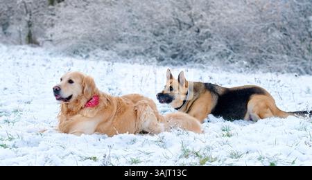 Chien Golden Retriever et ami de race Berger allemand jouant sur Une neige en hiver Banque D'Images