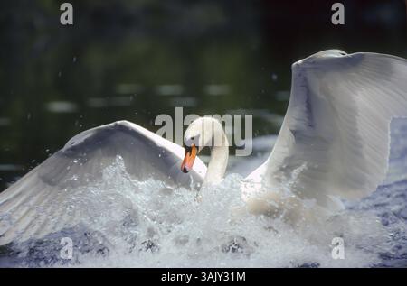 Cygne muet. Cygnus olor. Un cygne atterrit sur une rivière. Forêt de la Wantzenau. Région Alsace. France Banque D'Images