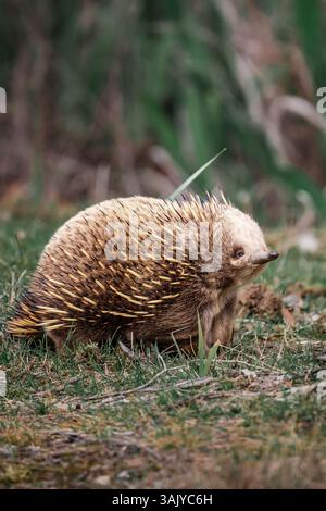 Un échidna à bec court explore le sous-bois de Bruny Island, en Tasmanie, son pelage épineux se fondant dans le sol forestier luxuriant de son habitat naturel. Banque D'Images