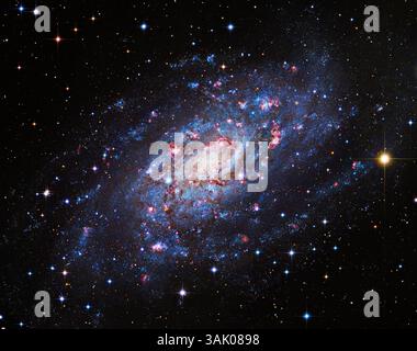 Galaxie spirale NGC 2403. Image composite de la galaxie spirale NGC 2403 (Caldwell 7). Cette galaxie se trouve à environ 12 millions d'années-lumière de la Terre, dans la constellation de Camelopardalis. Elle se compose d'un noyau central entouré de bras spiraux et abrite une supernova découverte en 2004 (étoile orange directement à gauche du noyau de la galaxie). Image compilée à partir des données du télescope Subaru et du télescope spatial Hubble. Banque D'Images