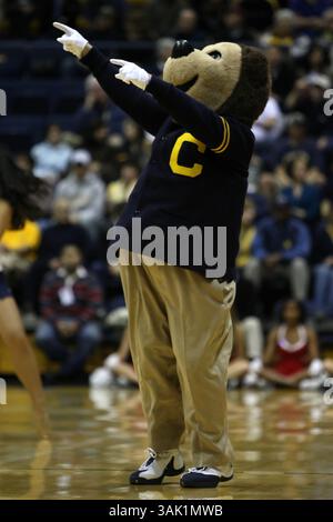 02 janvier 2010 - Berkeley, Californie, États-Unis - 02 janvier 2010 : la mascotte des Golden Bears de Californie Oski lors d'un match de basket-ball de la NCAA contre le Cardinal de Stanford au Pavillon Haas à Berkeley, CA. (Crédit image : © Chris Talley/Cal Sport Media/ZUMApress.com) Banque D'Images