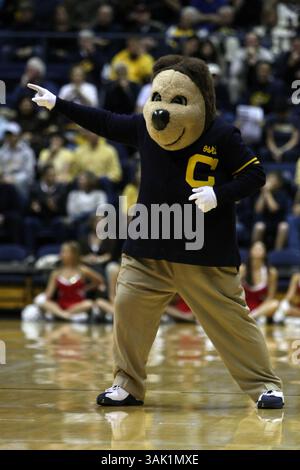 02 janvier 2010 - Berkeley, Californie, États-Unis - 02 janvier 2010 : la mascotte des Golden Bears de Californie Oski lors d'un match de basket-ball de la NCAA contre le Cardinal de Stanford au Pavillon Haas à Berkeley, CA. (Crédit image : © Chris Talley/Cal Sport Media/ZUMApress.com) Banque D'Images