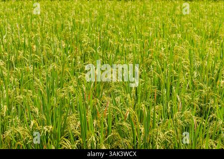 Vue de plants de riz dans un champ de riz Banque D'Images