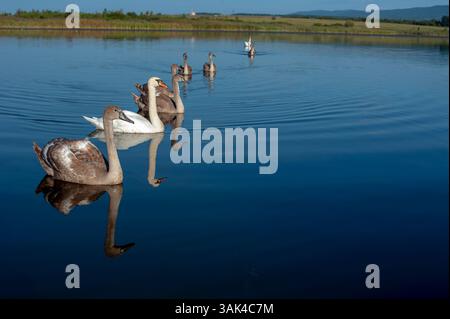 Une famille de cygnes avec leurs bébés sur la rive de l'étang, le matin, ils nagent au camp et attendent de voir s'ils vont jeter quelque chose de bon t Banque D'Images