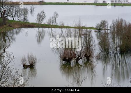 Crue dans les plans d'inondation du Rhin près de Wageningen aux pays-Bas avec des arbres submergés en janvier 2024 Banque D'Images