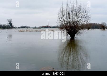 Crue dans les plans d'inondation du Rhin près de Wageningen aux pays-Bas avec des arbres submergés en janvier 2024 Banque D'Images