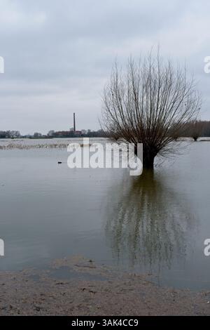 Crue dans les plans d'inondation du Rhin près de Wageningen aux pays-Bas avec des arbres submergés en janvier 2024 Banque D'Images