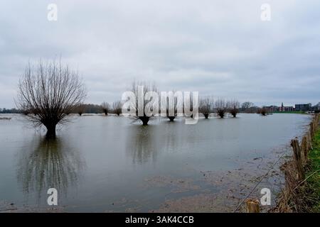 Crue dans les plans d'inondation du Rhin près de Wageningen aux pays-Bas avec des arbres submergés en janvier 2024 Banque D'Images
