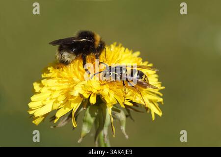Reine d'une guêpe commune (Vespula vulgaris) et d'un bourdon Cuckoo Bombus sylvestris ou Bombus norvegicus sur la fleur du pissenlit commun Taraxacum Banque D'Images