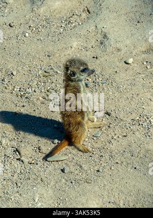 Meerkats (Suricata suricata) avec de jeunes animaux Banque D'Images