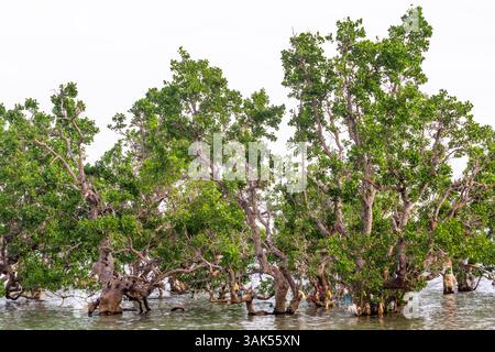 Arbres de mangrove le long de la côte à marée haute à Isla Gigantes, Iloilo, Philippines avec de l'eau de mer atteignant la base de leurs racines Banque D'Images