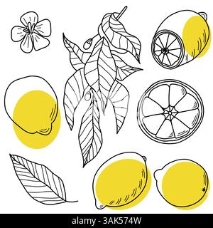 Illustration citron dessinée à la main avec des feuilles et des fleurs accentuées par des reflets jaunes vifs Illustration de Vecteur