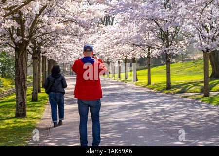 Cherry Avenue, cerisier ornemental en fleurs dans le Grugapark à Essen, cerises de mai japonaises, Prunus x yedoensis, un visiteur point fort au printemps, beaucoup de peo Banque D'Images