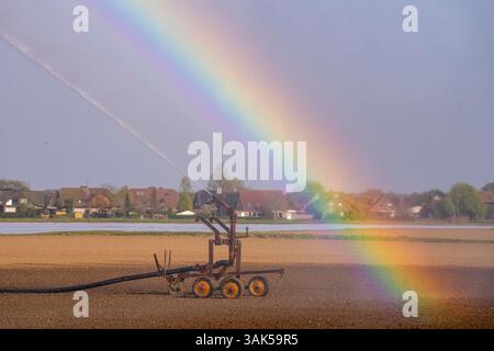Irrigation artificielle d'un champ, fraîchement semé, en avril, avec un système d'arrosage. Une longue période sèche au printemps rend cela nécessaire pour la jeune plante Banque D'Images
