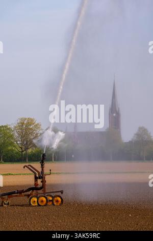 Irrigation artificielle d'un champ, fraîchement semé, en avril, avec un système d'arrosage. Une longue période sèche au printemps rend cela nécessaire pour la jeune plante Banque D'Images