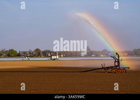 Irrigation artificielle d'un champ, fraîchement semé, en avril, avec un système d'arrosage. Une longue période sèche au printemps rend cela nécessaire pour la jeune plante Banque D'Images