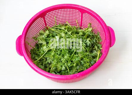 Les feuilles de coriandre fraîches (Coriandrum sativum, également connu sous le nom de coriandre ou localement sous le nom de Dhone Pata au Bangladesh) sont exposées dans un panier en plastique rose sur un Banque D'Images
