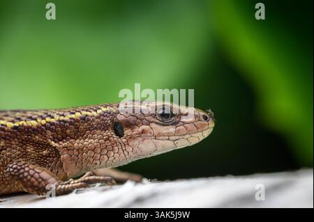 Le lézard vivipare ou commun, Zootoca vivipara, sur fond vert flou. Banque D'Images