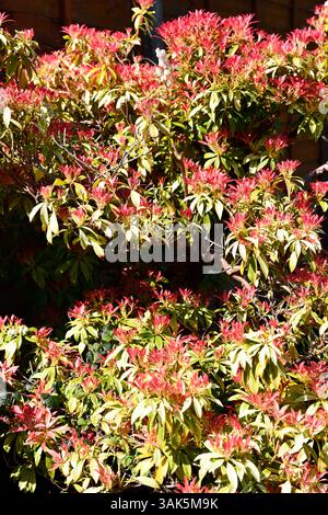 Andromeda Bush (Pieris) poussant dans le jardin arrière Chard Somerset Angleterre uk Banque D'Images