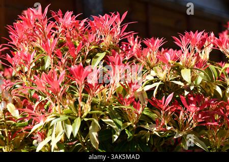 Andromeda Bush (Pieris) poussant dans le jardin arrière Chard Somerset Angleterre uk Banque D'Images