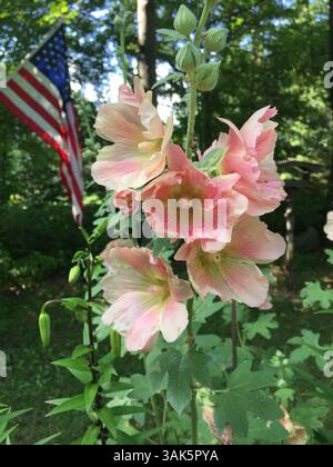 Hollyhocks roses doux en pleine floraison avec un drapeau américain ondulant doucement en arrière-plan Banque D'Images