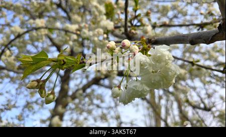 Branche de fleur de cerisier avec des fleurs blanches et des bourgeons à pointe rose sur un fond printanier doux. Capture la beauté délicate de la floraison précoce Banque D'Images