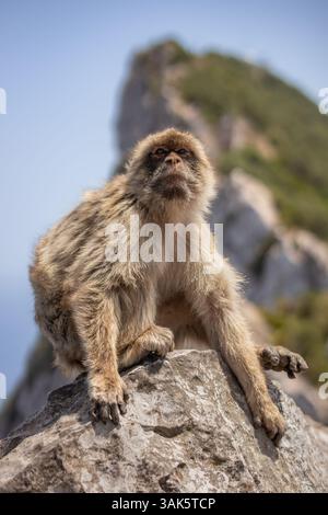 Portrait vertical de macaque de barbarie à fourrure sur le rocher dans la réserve naturelle de Gibraltar. Mignon animal en voie de disparition Macaca Sylvanus sur pierre pendant le jour ensoleillé. Banque D'Images