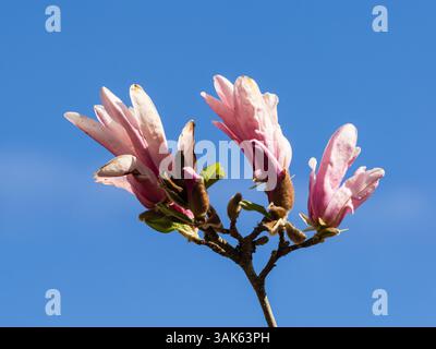 Fleurs printanières roses et blanches du petit arbre rustique, Magnolia 'George Henry Kern' Banque D'Images