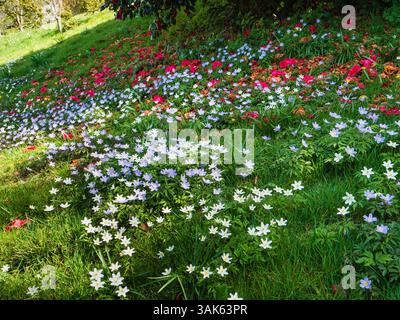 Anémones de bois bleues et blanches, Anemone nemorosa et A.N. 'Allenii' parmi les fleurs de camélia tombées Banque D'Images