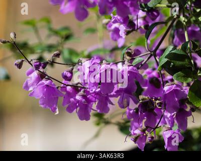 Fleurs lilas-pourpres de thefrost tendres arbustes ronds à la menthe, Prostanthera rotundifolia Banque D'Images