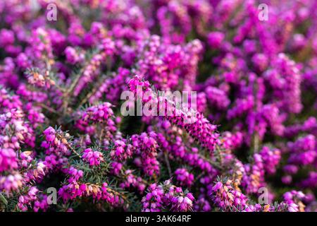 Fleurs printanières violettes. Fond de fleur violette. Champ de bruyère violet. Photo de haute qualité Banque D'Images