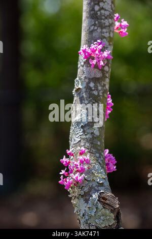 Montgomery, Alabama - fleurs sur une branche d'un bud rouge de l'est (Cercis canadensis) à la fin mars. Banque D'Images