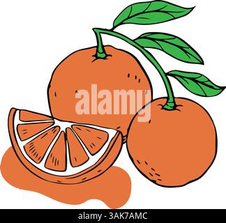 Illustration vectorielle minimaliste d'orange juteux coloré isolé sur fond blanc Illustration de Vecteur