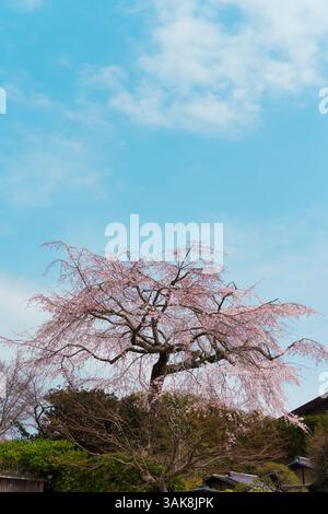 Fleur de couleur rose cerisier fleur Shidarezakura sakura pendant la saison de printemps sur la journée ensoleillée au Japon Banque D'Images