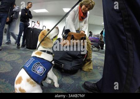 16 février 2017 - ft. Lauderdale, FL, États-Unis - Baymon, un beagle, spécialiste de l'agriculture des douanes et de la patrouille frontalière des États-Unis, alerte qu'il a senti l'une des cinq odeurs interdites dans le sac d'un passager à l'aéroport international de Fort Lauderdale-Hollywood le mercredi 15 février 2017. (Crédit image : © Amy Beth Bennett/TNS via ZUMA Wire) Banque D'Images