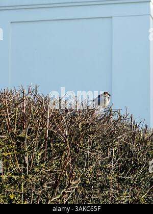 Un moineau se trouve sur une haie au printemps tandis que d'autres gazouillent à proximité. La lumière du soleil met en valeur ses délicates plumes, donnant vie à la scène paisible. Banque D'Images