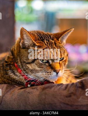 Chat tigre regardant somnolent dans une lumière chaude. Banque D'Images