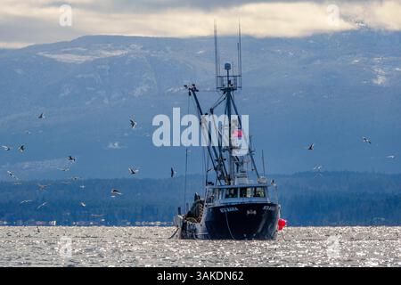 Le senneur MV Nita Maria effectue la pêche test du hareng du Pacifique près de Denman Island (Colombie-Britannique) le 5 mars 2024 Banque D'Images