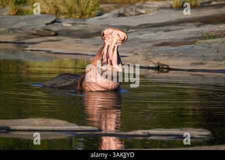 Hippopotame dans un bassin d'eau avec une grande bouche ouverte défensive, Masai Mara, Kenya Banque D'Images