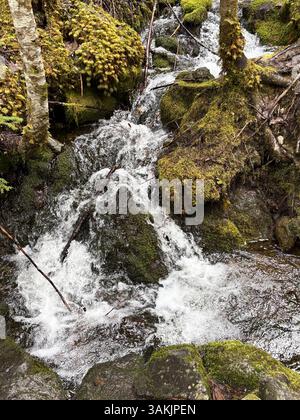 Petit ruisseau forestier en cascade au-dessus de Mossy Rocks Banque D'Images