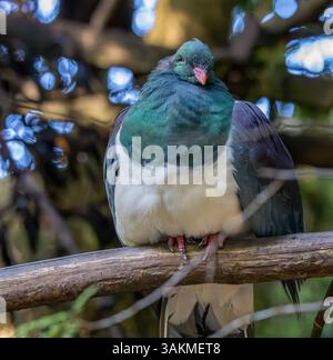 Kereru, ou pigeon de Nouvelle-Zélande ou pigeon des bois (Hemiphaga novaeseelandiae) dans l'île du Sud, Nouvelle-Zélande Banque D'Images