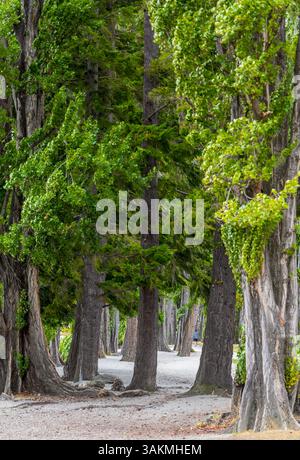 Beaux arbres sur la rive du lac le matin. Pittoresque lac Wanaka, Île du Sud, Nouvelle-Zélande Banque D'Images