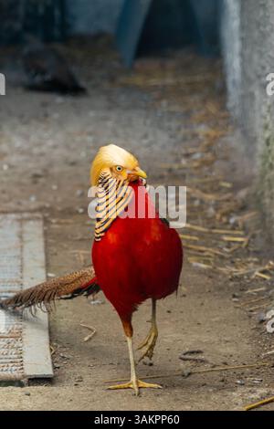 Faisan doré vibrant regardant devant lui avec sa crête jaune vif et son plumage rouge dans un enclos poussiéreux Banque D'Images