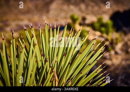 La plante Yucca pics dans le foyer Desert Light au niveau des yeux Banque D'Images