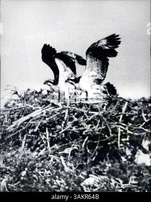 21 juillet 1972, Boat of Garten, Strathspey, Écosse, Royaume-Uni : une paire de poussins de balbuzards s'entraînent dans leur nid au loch garten. La paire de poussins isproies éclos à la fin du mois de mai dans l'eyrie à Loch Garten, dans le comté d'Inverness, ont fait leurs débuts en exerçant leurs ailes debout dans le nid en préparation du long vol vers l'Afrique. L'eyrie est dans un pin de 40 pieds de haut, entouré de barbelés, dans le sanctuaire de 700 acres de la société royale pour la protection des oiseaux. Les rares faucons mangeurs de poissons sont revenus en Écosse en 1959 après une absence d'un demi-siècle. Vingt-cinq jeunes l'ont fait Banque D'Images