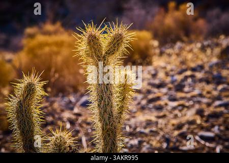 Gros plan sur les cactus du désert de Golden Hour depuis Low perspective Banque D'Images