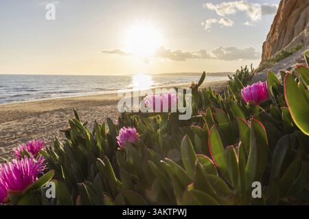 Falaises sur l'Atlantique. Coucher de soleil chaud dans un paysage avec des fleurs violettes, Carpobrotus acinaciformis. Falaises rouges avec des formations à couper le souffle à Praia da Banque D'Images