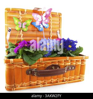 Primulas colorés dans un panier en rotin isolé sur blanc Banque D'Images